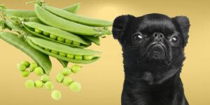 Can Dogs Eat sugar snap peas?