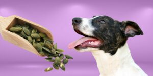 Can Dogs Eat sunflower seeds?