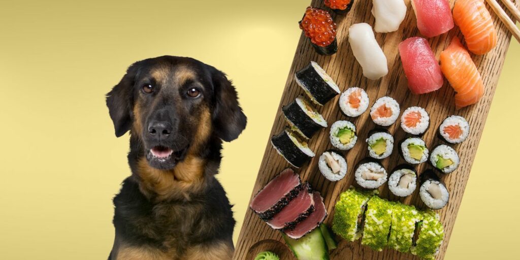 Can Dogs Eat sushi?