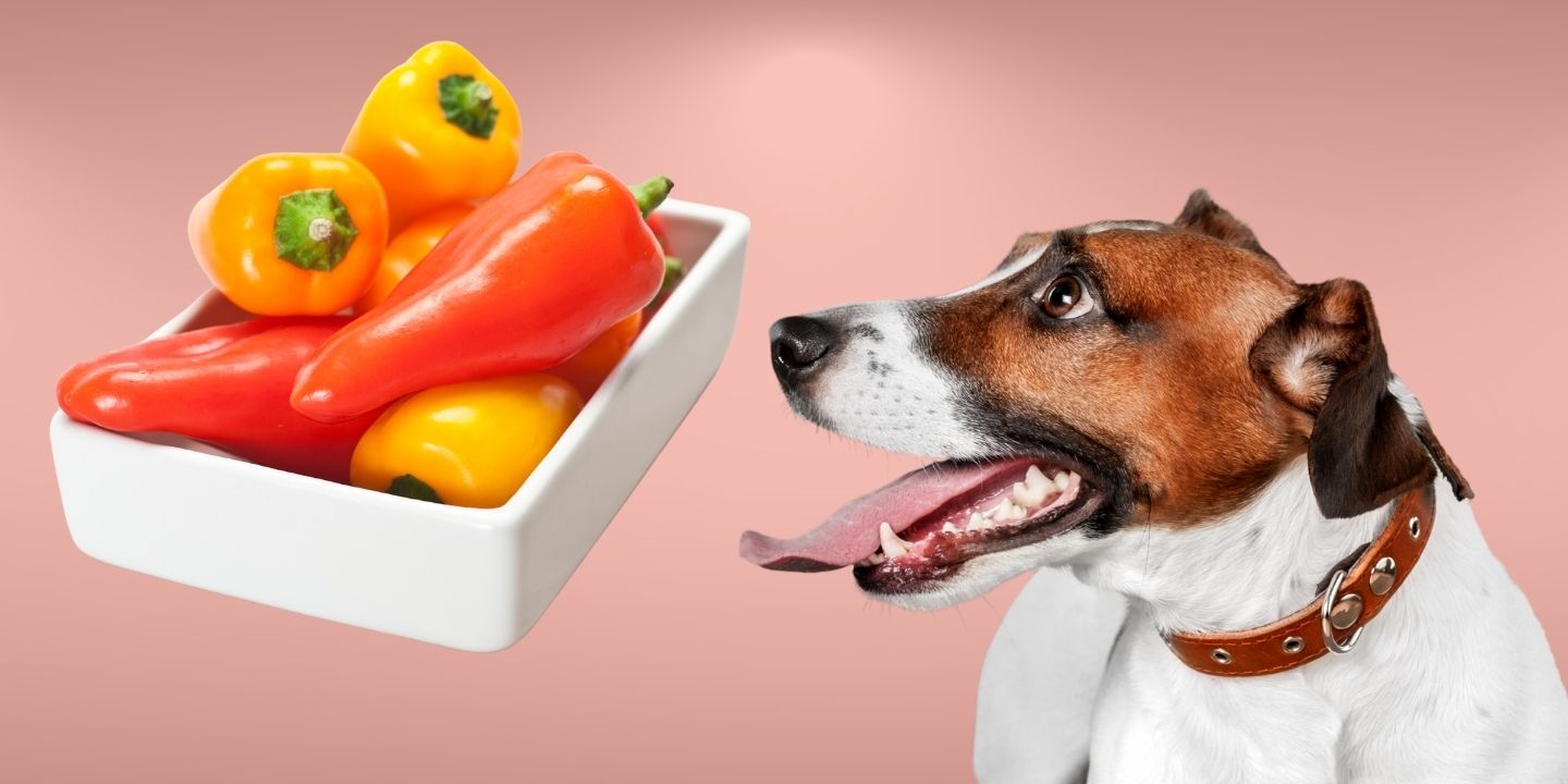 Can Dogs Eat Sweet Peppers? Yes, But in Moderation