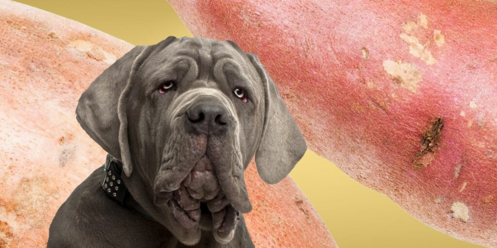 Can Dogs Eat sweet potato skins?