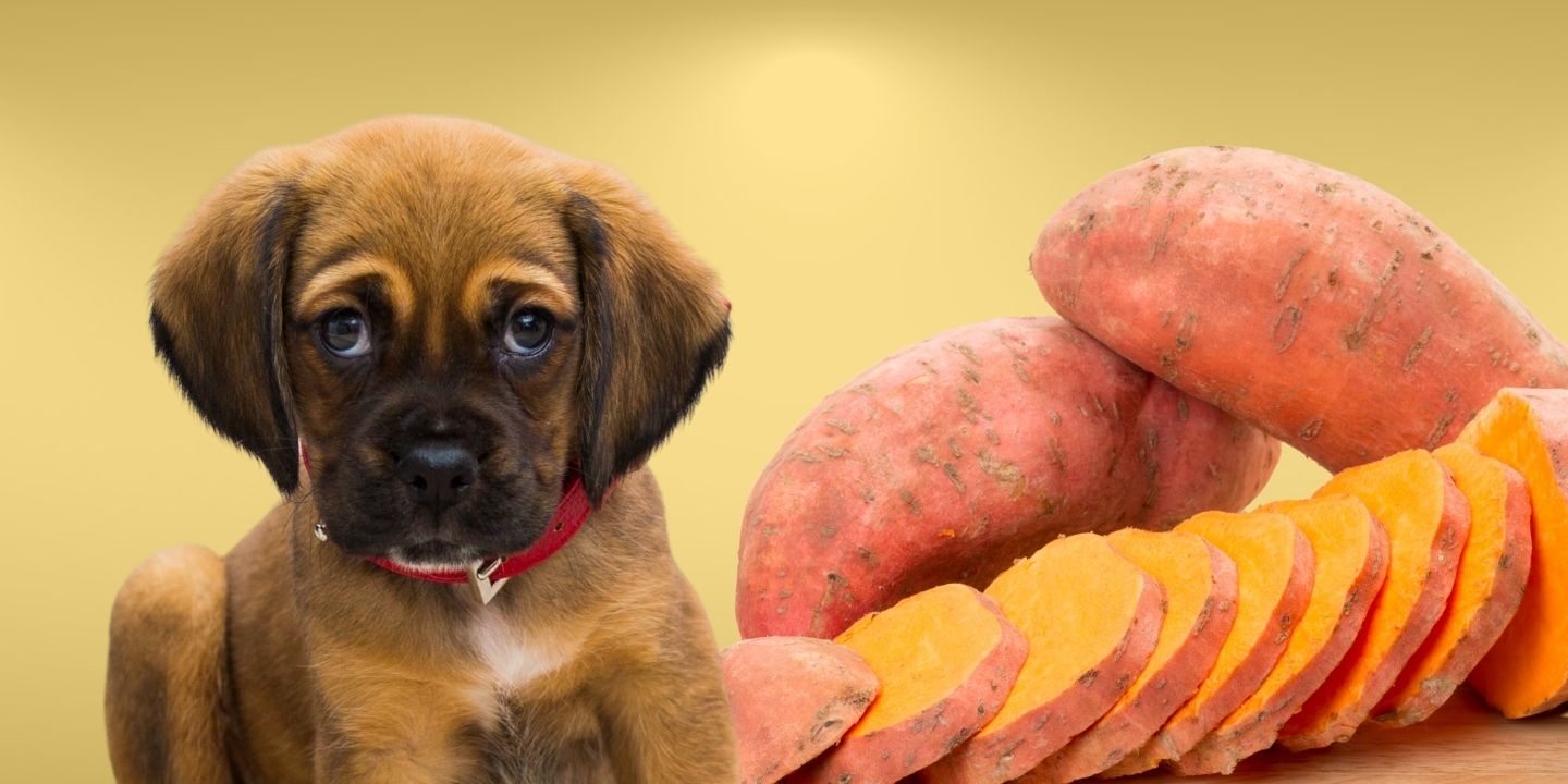 Can Dogs Eat Sweet Potatoes? A Comprehensive Guide