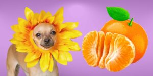 Can Dogs Eat tangerine?