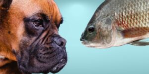 Can Dogs Eat tilapia?