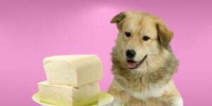 Can Dogs Eat tofu?