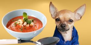 Can Dogs Eat tomato soup?