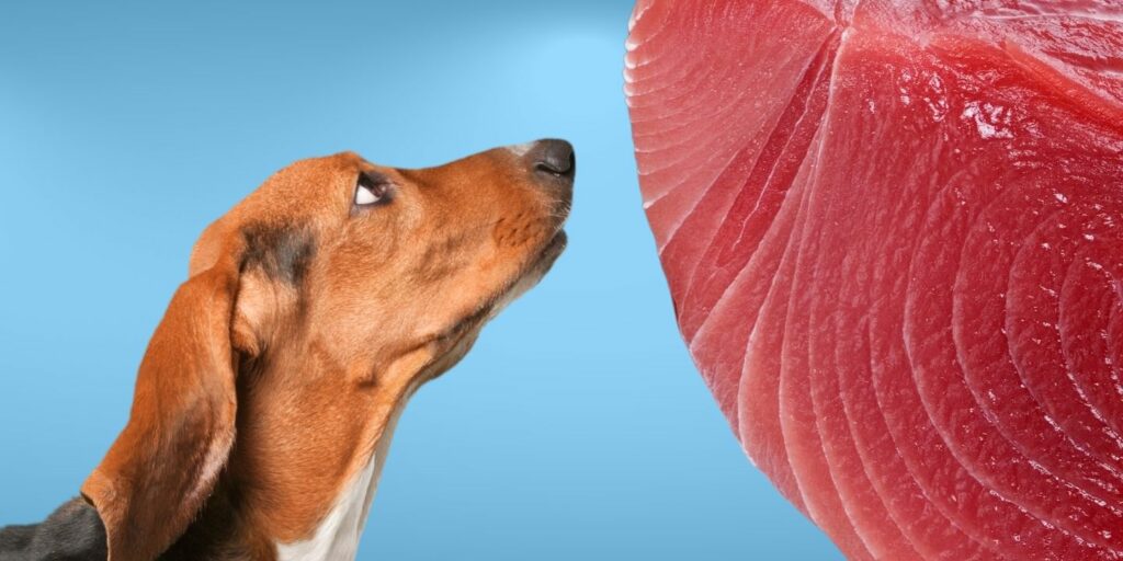 Can Dogs Eat tuna?