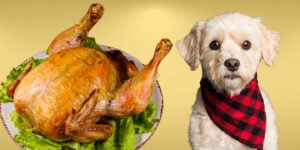Can Dogs Eat turkey?