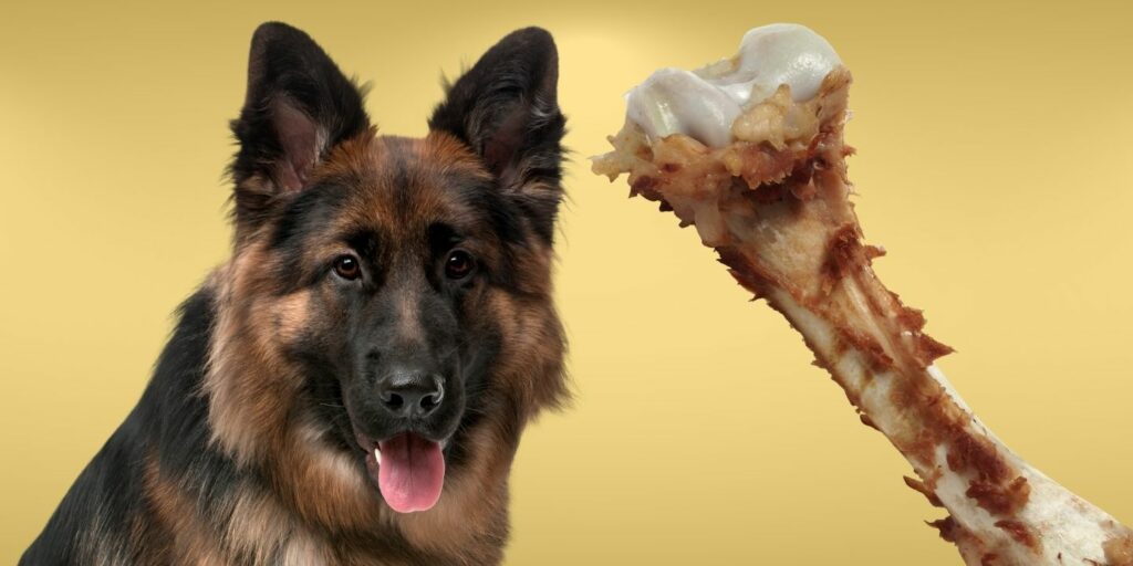 can-dogs-eat-chop-bones-the-dos-and-don-ts