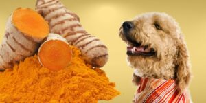 Can Dogs Eat turmeric?