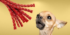 Can Dogs Eat twizzlers?