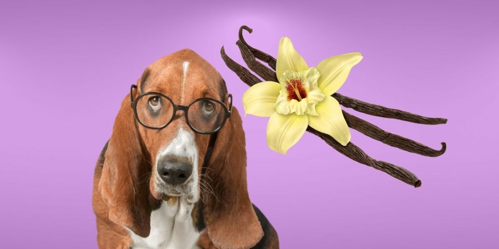 Can Dogs Eat vanilla?