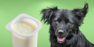 Can Dogs Eat vanilla yogurt?
