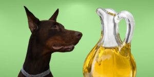 Can Dogs Eat vegetable oil?