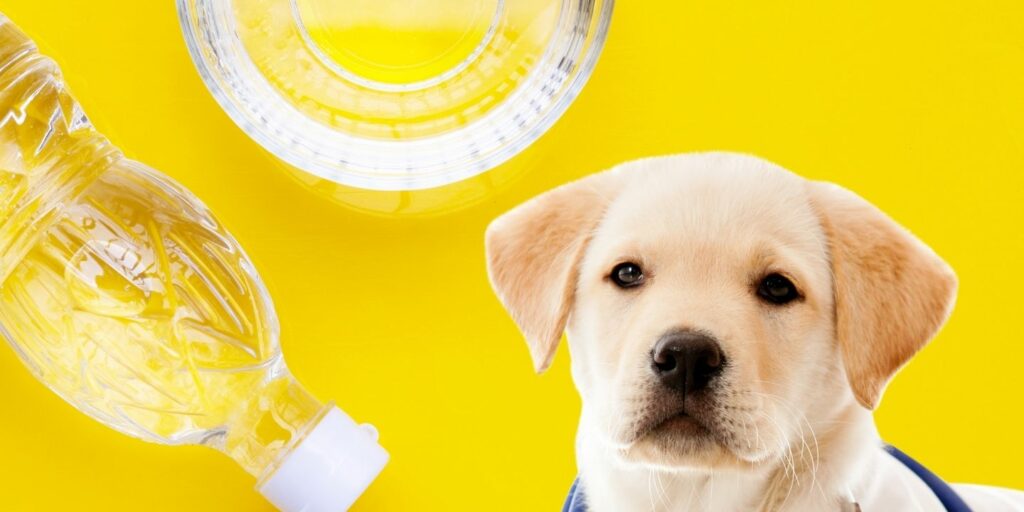 Can Dogs Eat vinegar?