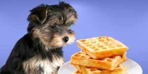 Can Dogs Eat waffles?