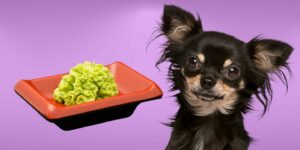 Can Dogs Eat wasabi?