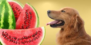 Can Dogs Eat watermelon?