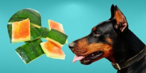 Can Dogs Eat watermelon rind?