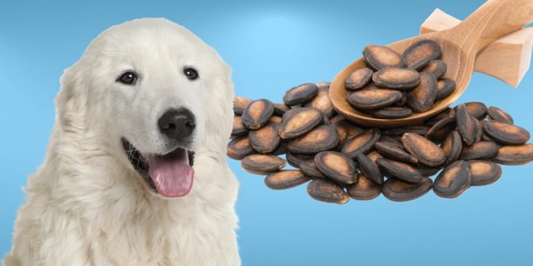 Image showcasing Can Dogs Eat Apple Seeds? The Risks And Dangers