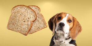 Can Dogs Eat wheat bread?