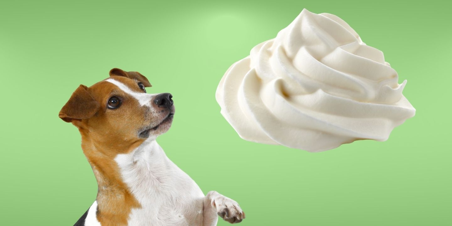 Can Dogs Eat Whipped Cream? The Risks and Dangers
