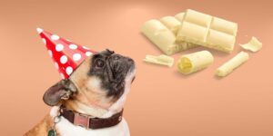 Can Dogs Eat white chocolate?