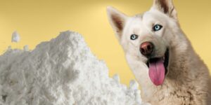 Can Dogs Eat xanthan gum?
