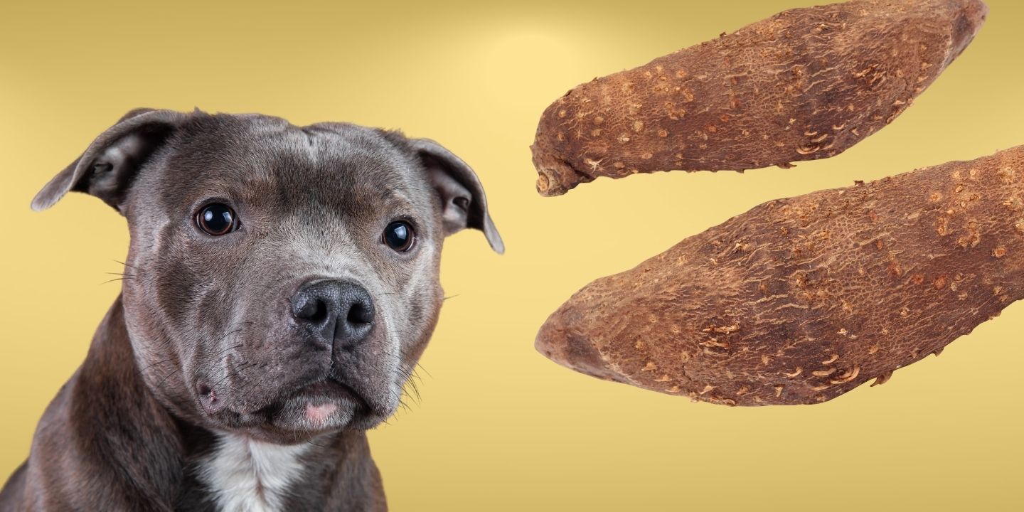 Can Dogs Eat Yams? Everything You Need To Know