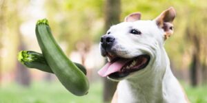 Can Dogs Eat zucchini?