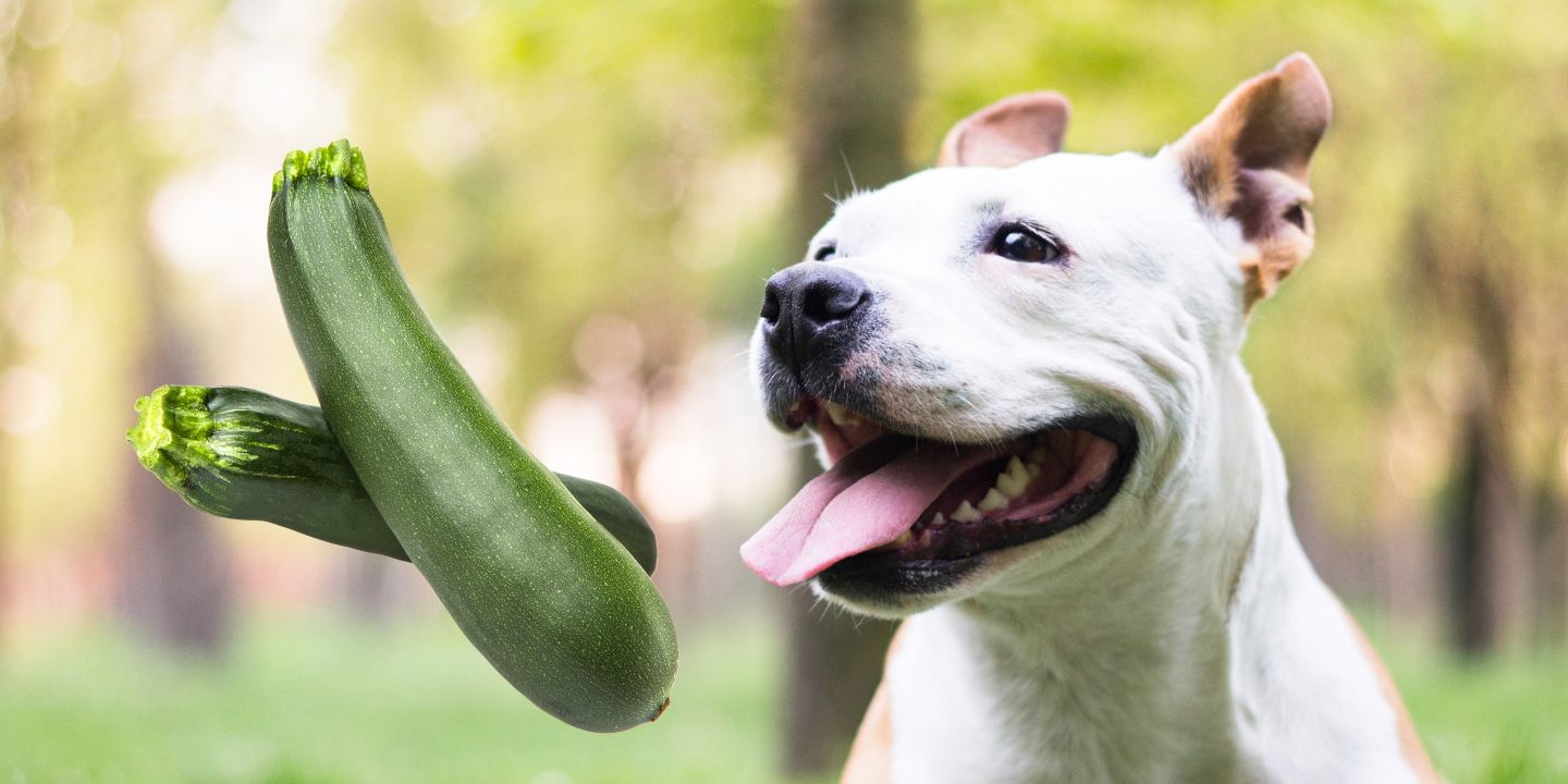 Can Dogs Eat Zucchini? A Comprehensive Guide