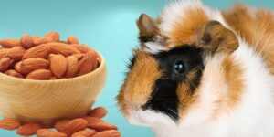 Can Guinea pigs Eat almonds?