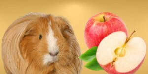 Can Guinea pigs Eat apples?
