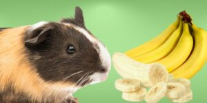 Can Guinea pigs Eat banana?