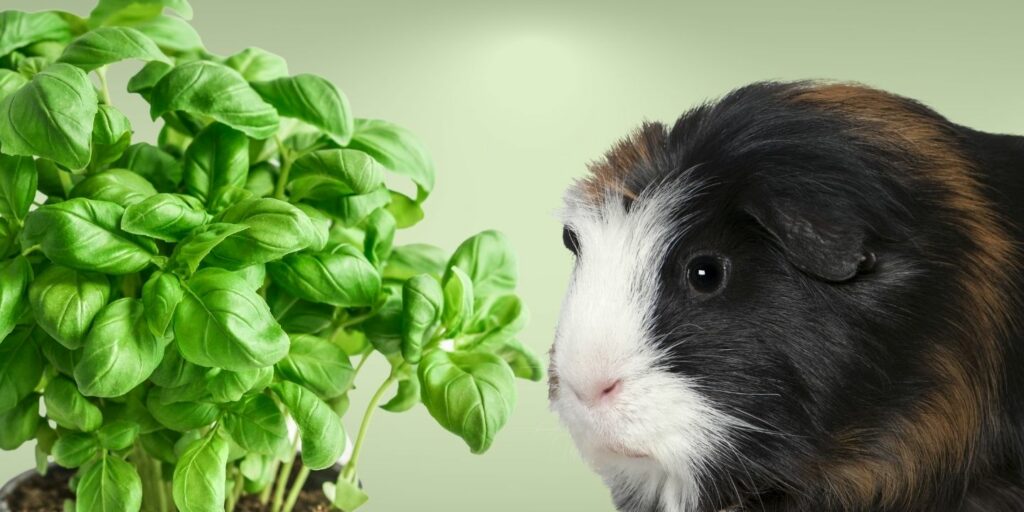 Can Guinea pigs Eat basil?