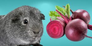 Can Guinea pigs Eat beets?