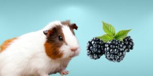 Can Guinea pigs Eat blackberries?