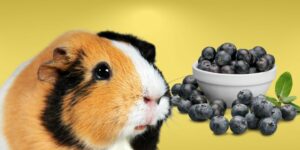 Can Guinea pigs Eat blueberries?