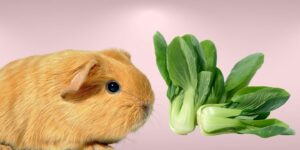 Can Guinea pigs Eat bok choy?
