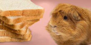 Can Guinea pigs Eat bread?