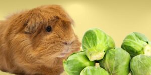Can Guinea pigs Eat brussel sprouts?