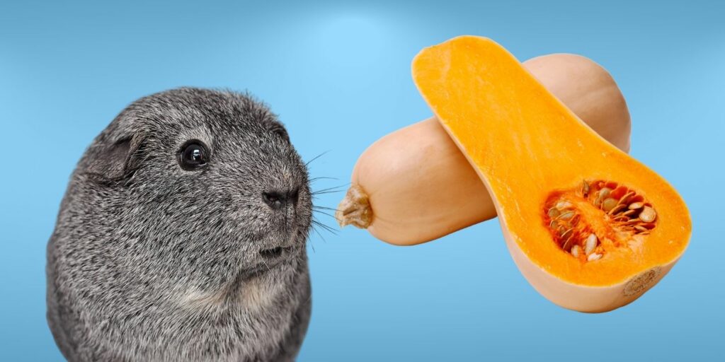 Can Guinea pigs Eat butternut squash?