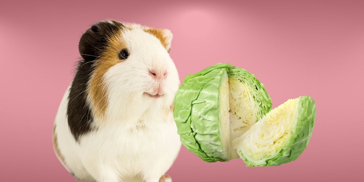 Can Guinea Pigs Eat Cabbage The Dos and Don ts