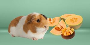 Can Guinea pigs Eat cantaloupe?