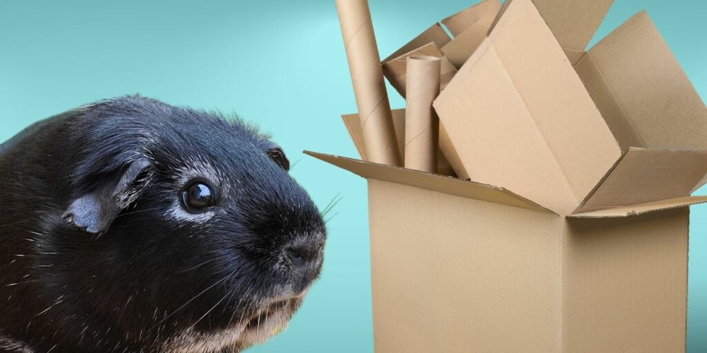 Can Guinea pigs Eat cardboard?