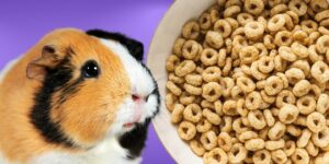 Can Guinea pigs Eat cheerios?