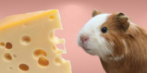 Can Guinea pigs Eat cheese?