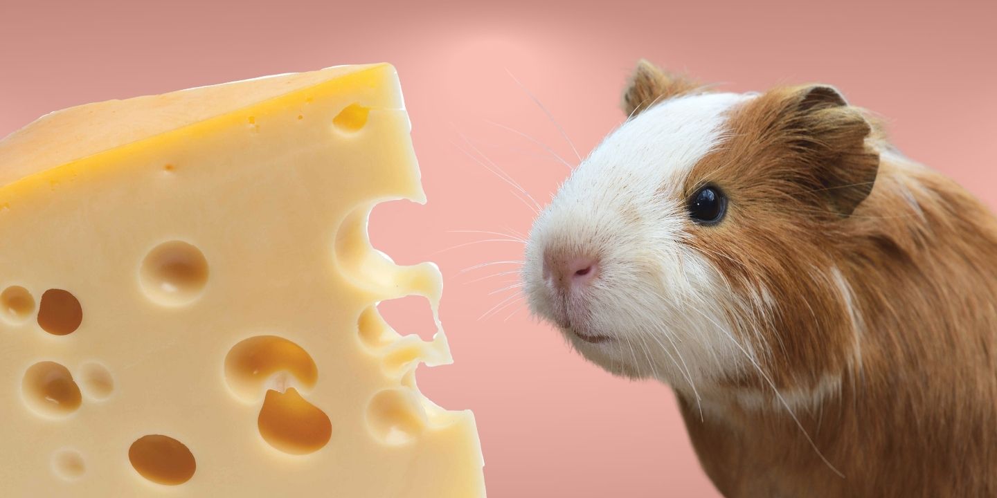 Can Guinea Pigs Eat Cheese? The Risks and Dangers
