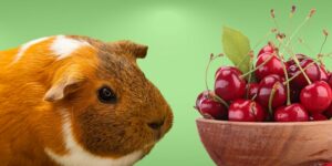 Can Guinea pigs Eat cherries?
