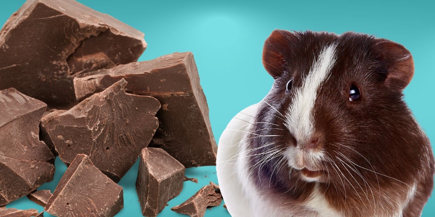 Can Guinea Pigs Eat Chocolate? The Risks And Dangers